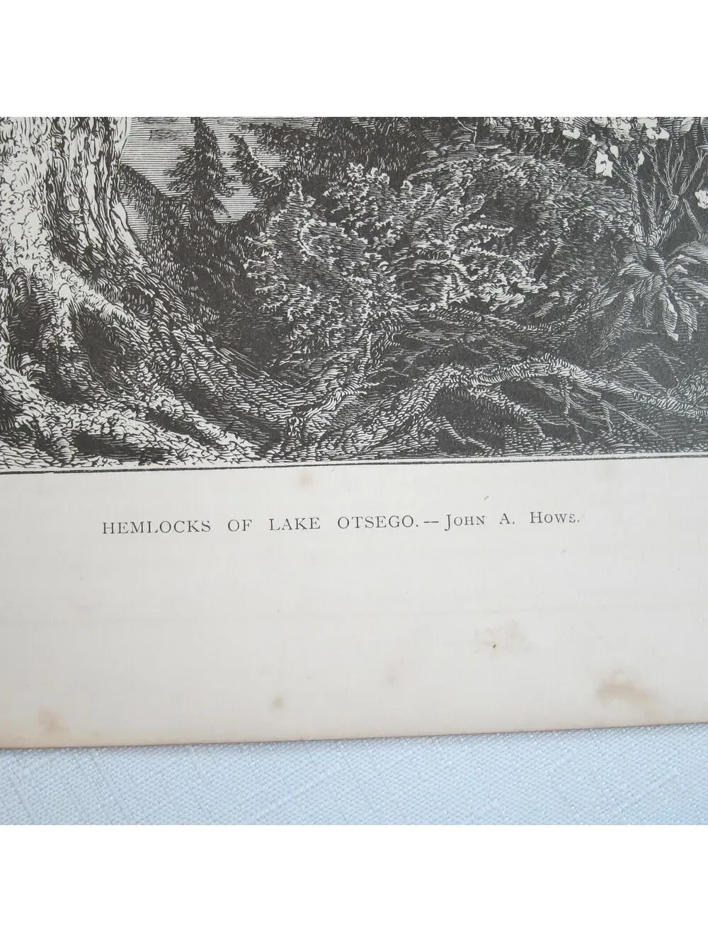 Art Print Hemlock Trees Lake Otsego New York Nature John A. Hows Antique 1874